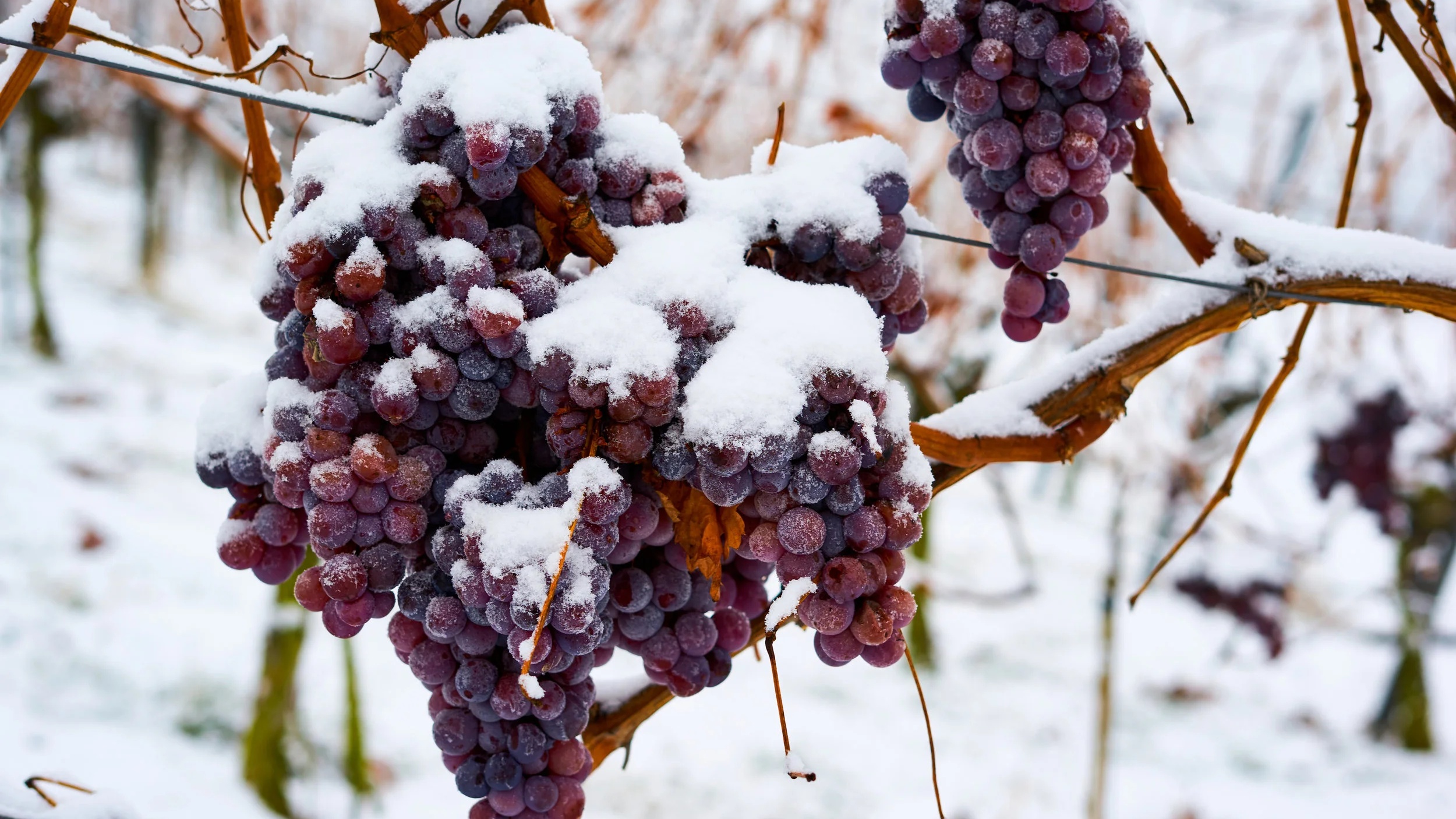 Ice Wine and Late Harvest: Nova Scotia's Sweet Wine Treasures