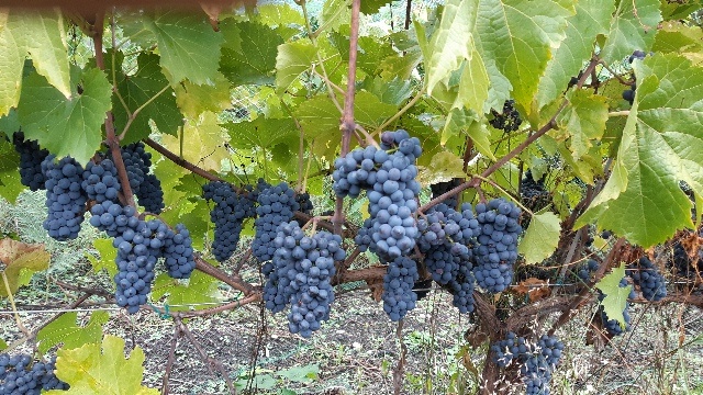 The Complete Guide to Nova Scotia Wine Varietals