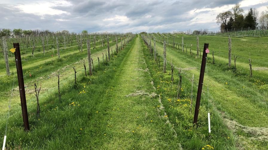 Sustainable Winemaking in Nova Scotia: Pioneers of Eco-Friendly Viticulture